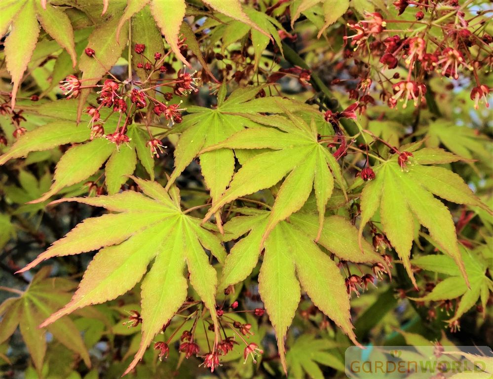 Acer palmatum 'Osakasuki'