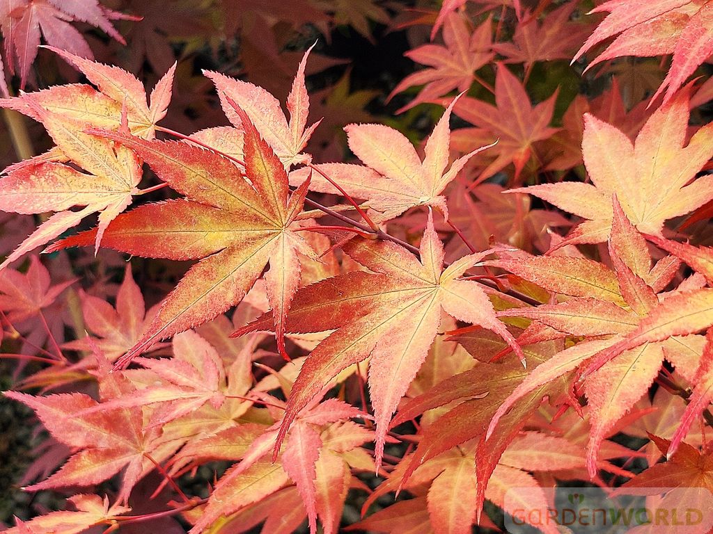 Acer palmatum 'Oshio beni'