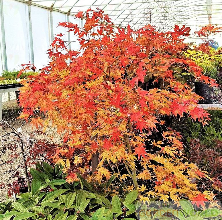 Acer palmatum 'Peaches and Cream'