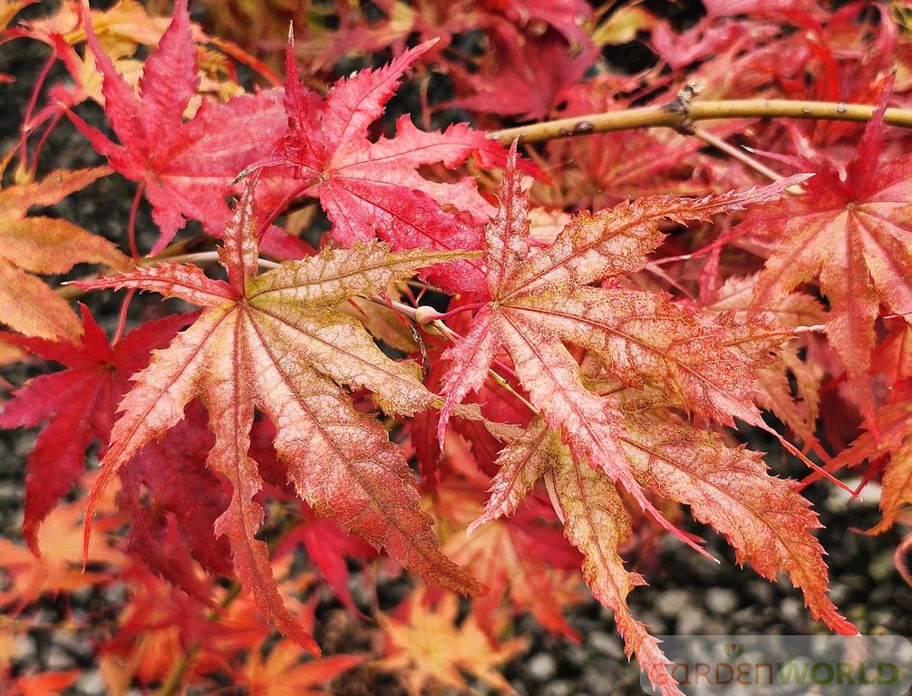 Acer palmatum 'Peaches and Cream'