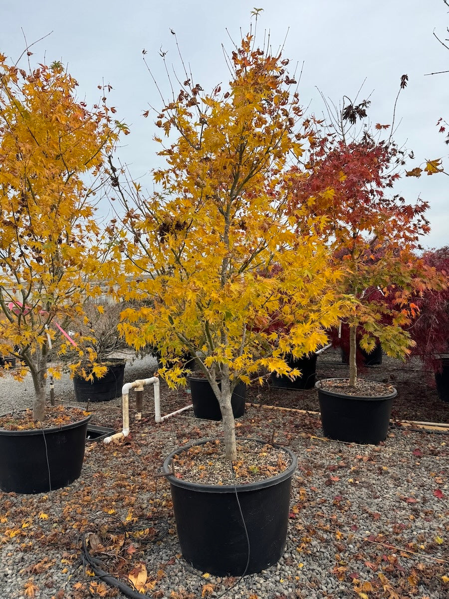 Acer palmatum 'Peridot Flame'