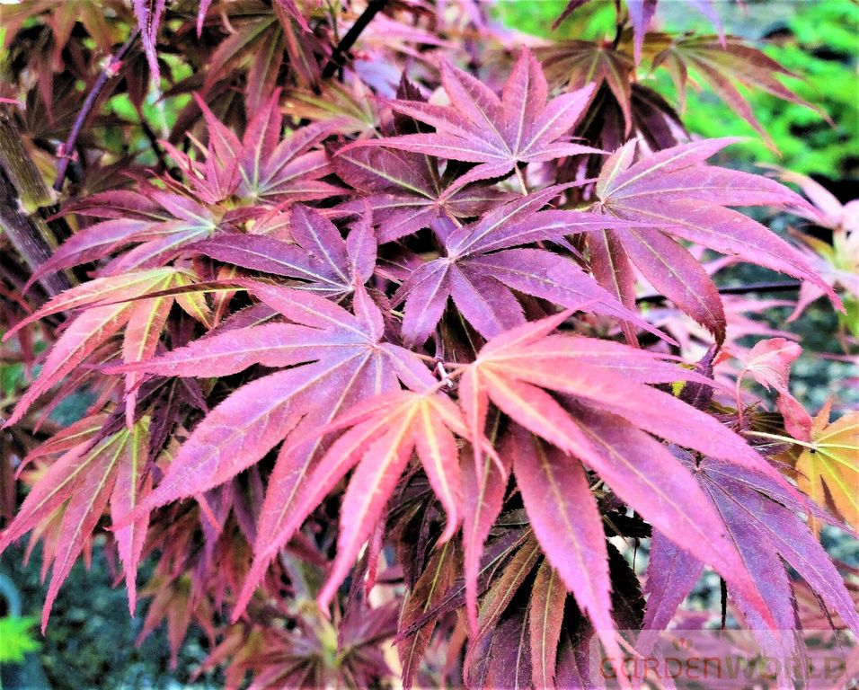 Acer palmatum 'Pixie'