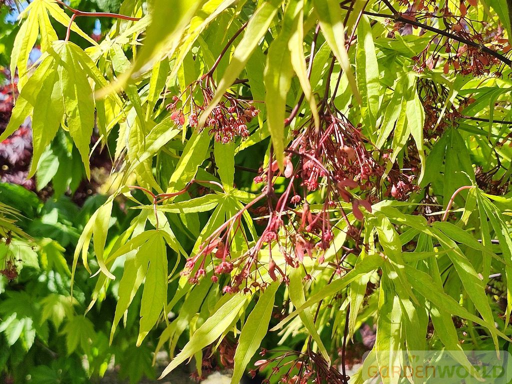 Acer palmatum 'Scolopendrifolium'