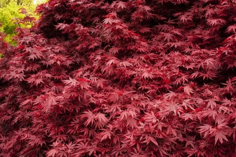 Acer palmatum 'Shaina' (Dwarf)