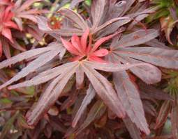 Acer palmatum 'Shaina' (Dwarf), Espalier