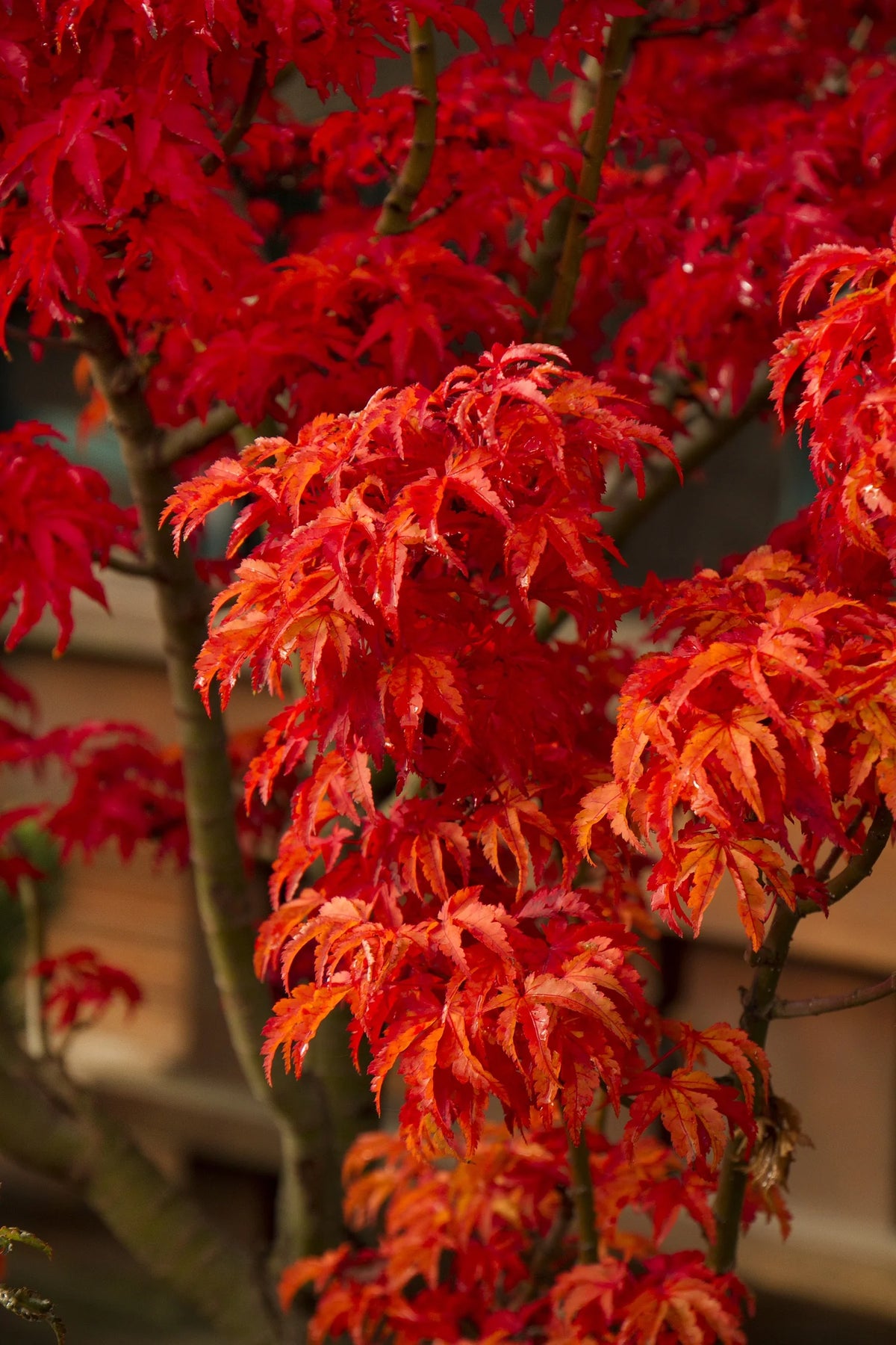 Acer palmatum 'Shishigashira'