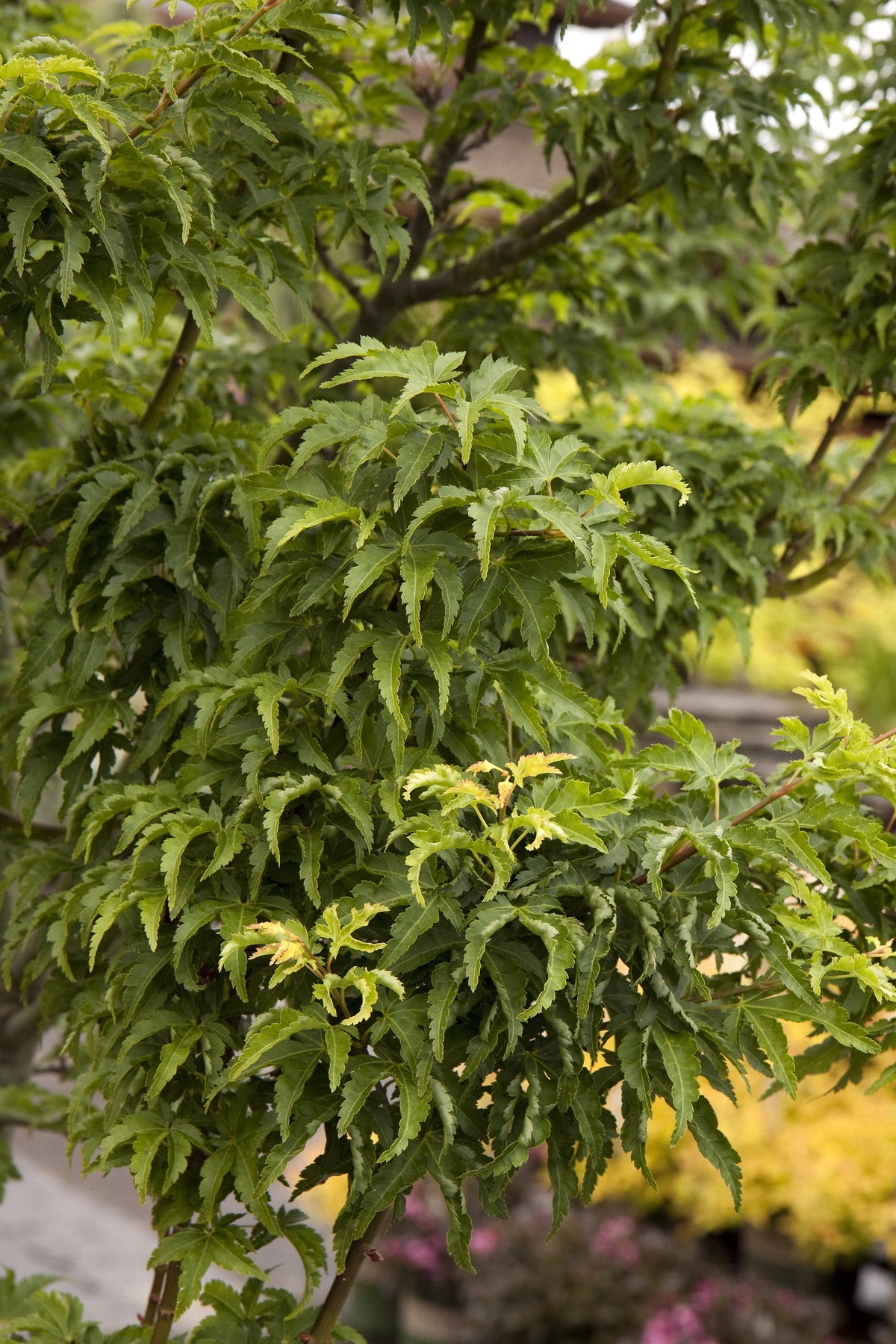 Acer palmatum 'Shishigashira'