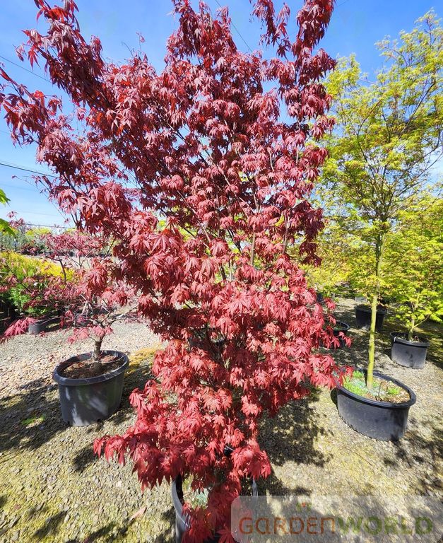Acer palmatum 'Skeeter's Broom'