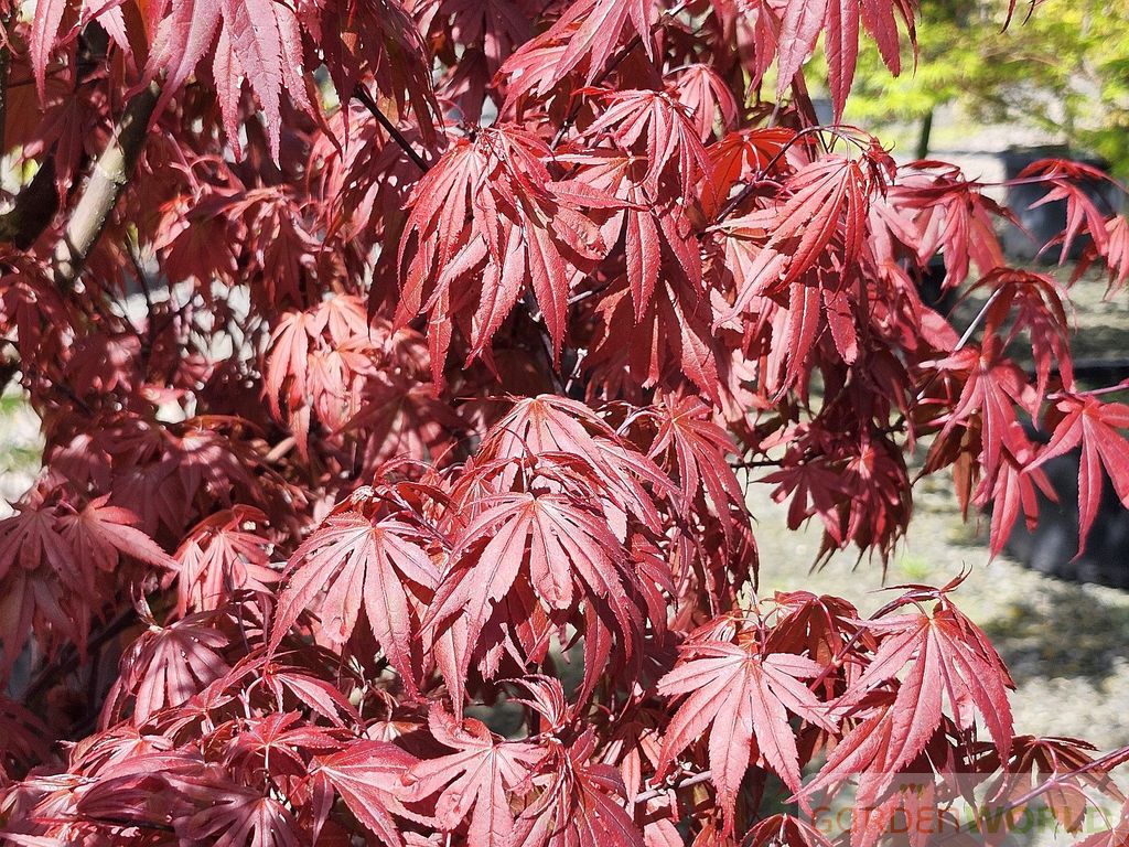 Acer palmatum 'Skeeter's Broom'