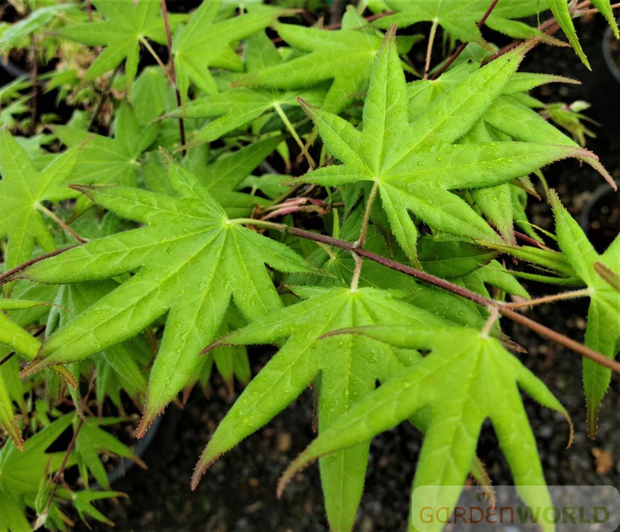Acer palmatum 'Tana'