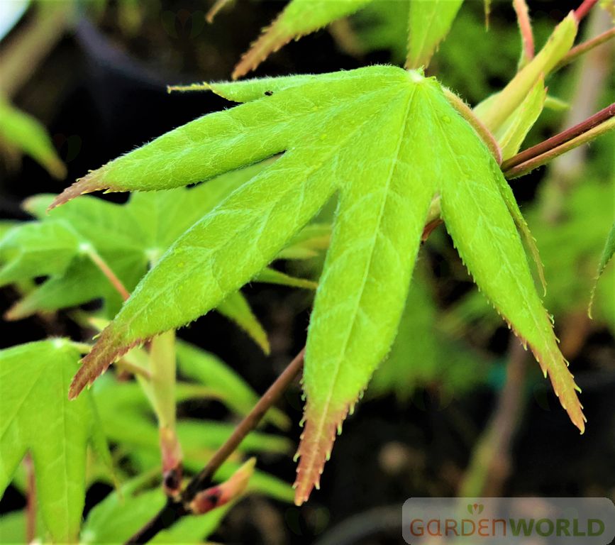 Acer palmatum 'Tana'