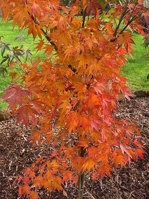 Acer palmatum 'Tobiosho'