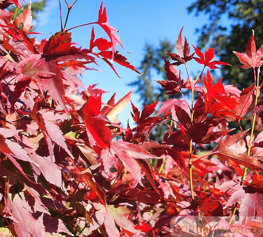 Acer palmatum 'Tobiosho'