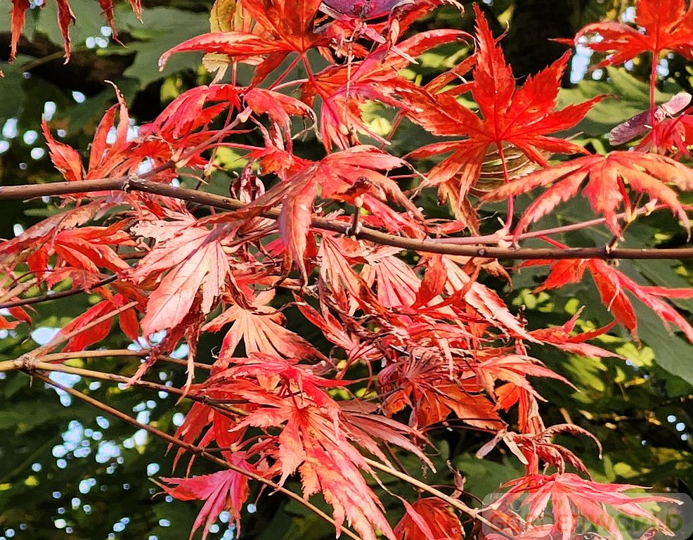 Acer palmatum 'Trompenburg'