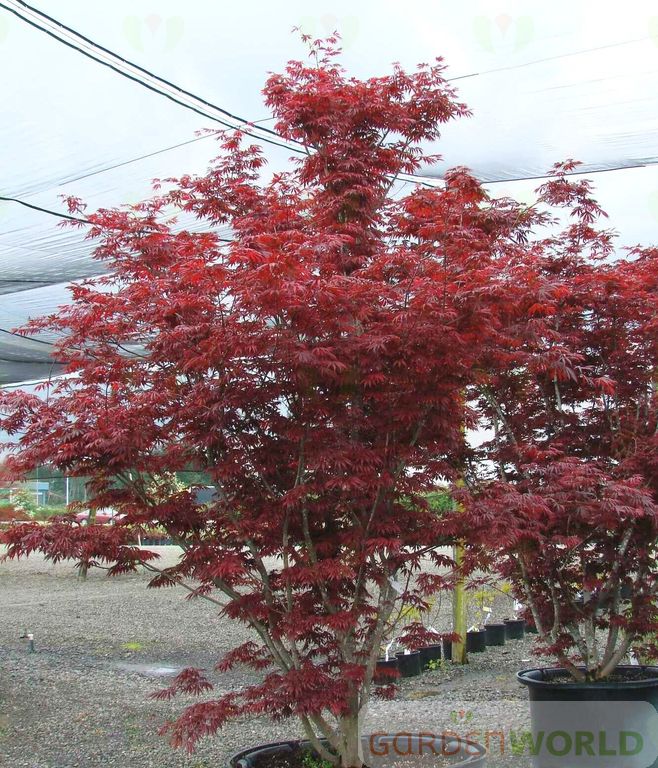 Acer palmatum 'Trompenburg'