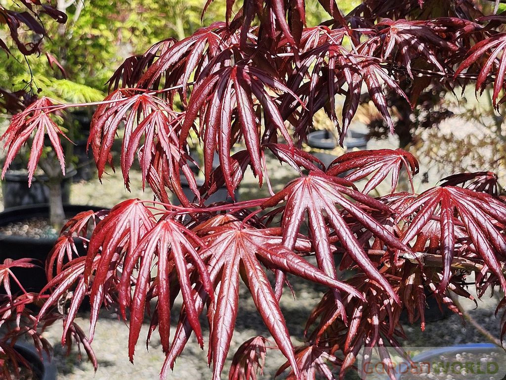 Acer palmatum 'Trompenburg'