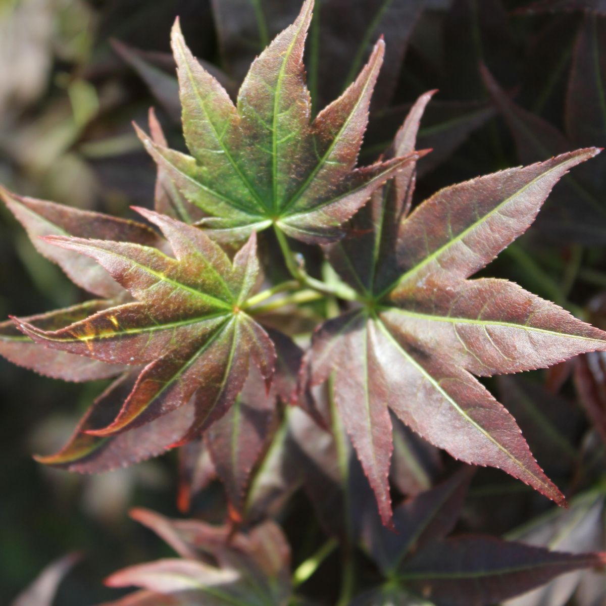 Acer palmatum 'Tsukushigata'