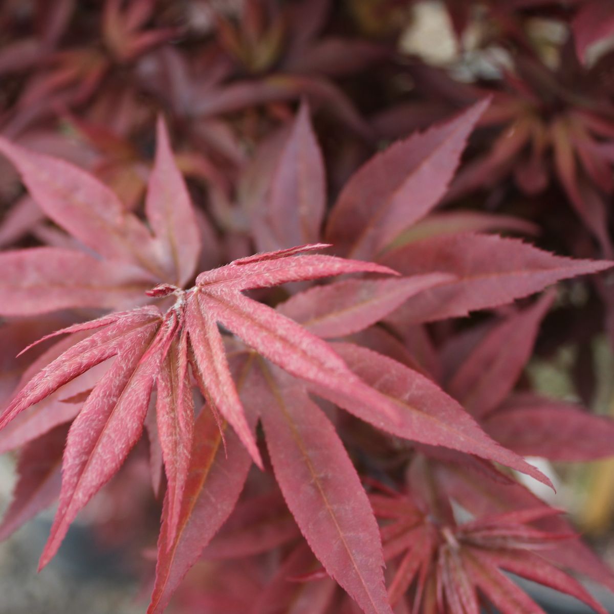 Acer palmatum 'Twombly's Red Sentinel'
