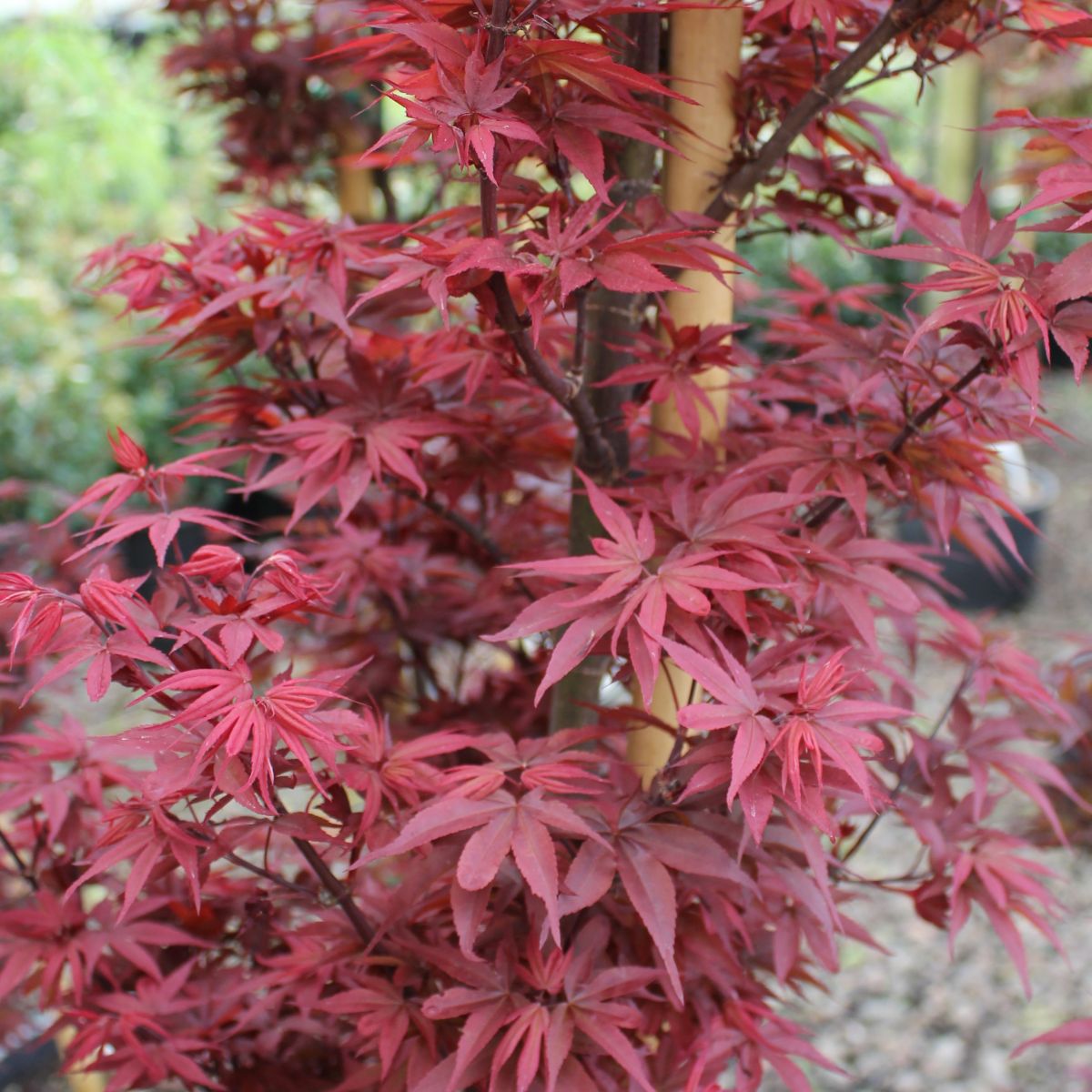 Acer palmatum 'Twombly's Red Sentinel'