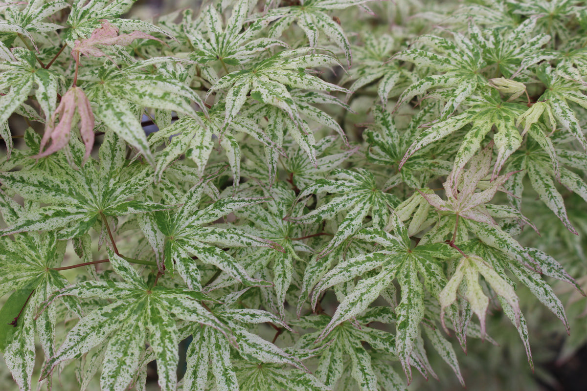 Acer palmatum 'Ukigumo'