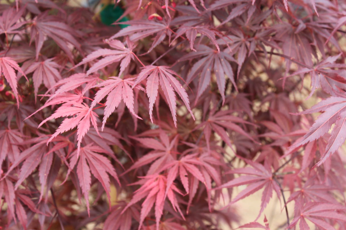 Acer palmatum 'White Sock'