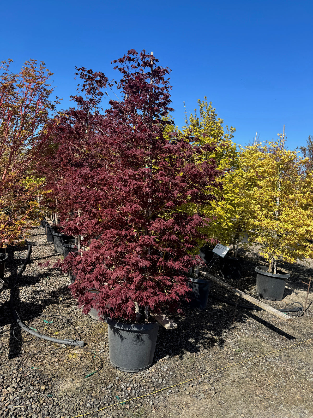 Acer palmatum 'White Sock'