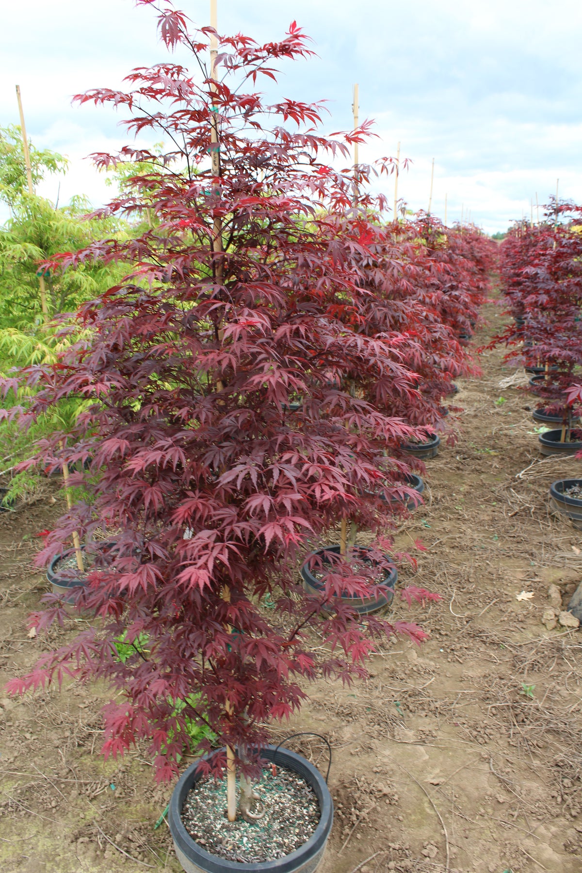 Acer palmatum 'White Sock'