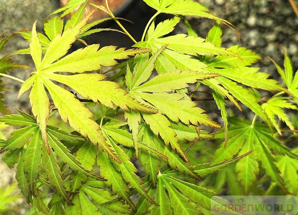 Acer palmatum 'Wou nishiki'