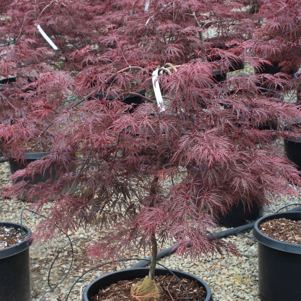 Acer pd. 'Beni shidare'