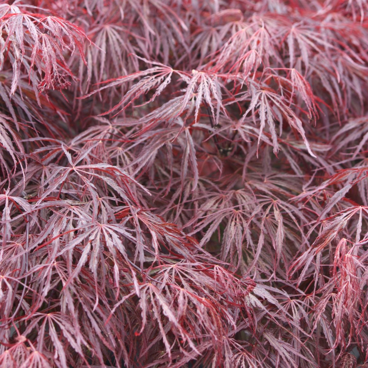 Acer pd. 'Crimson Queen'