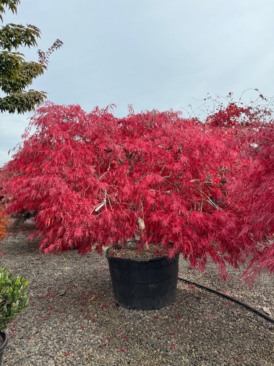 Acer pd. 'Ever Red'