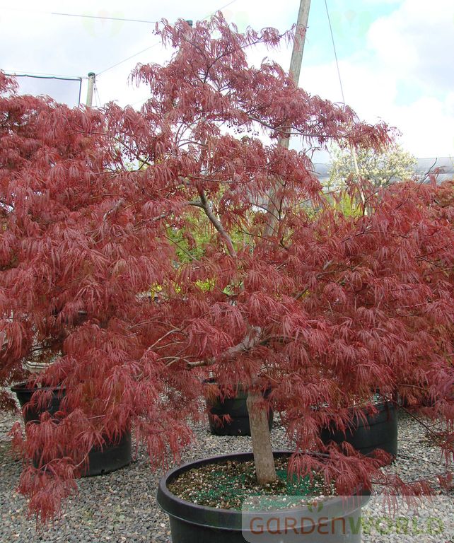 Acer pd. 'Garnet'