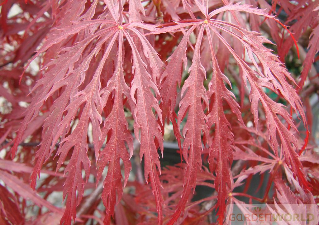Acer pd. 'Garnet'