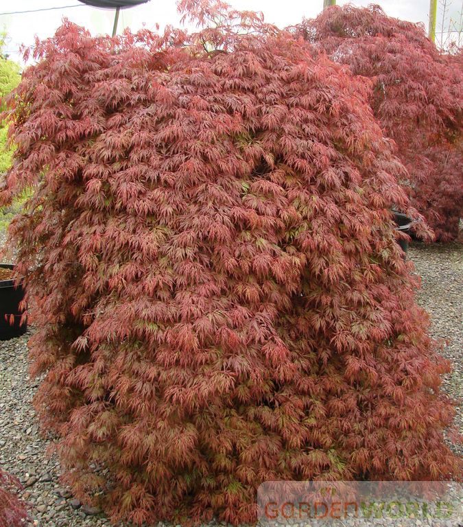 Acer pd. 'Orangeola'