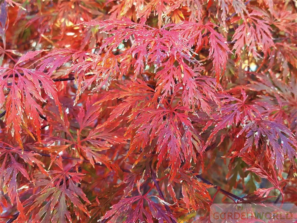 Acer pd. 'Orangeola'