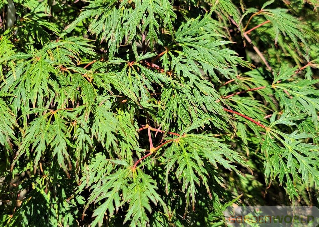 Acer pd. 'Orangeola'