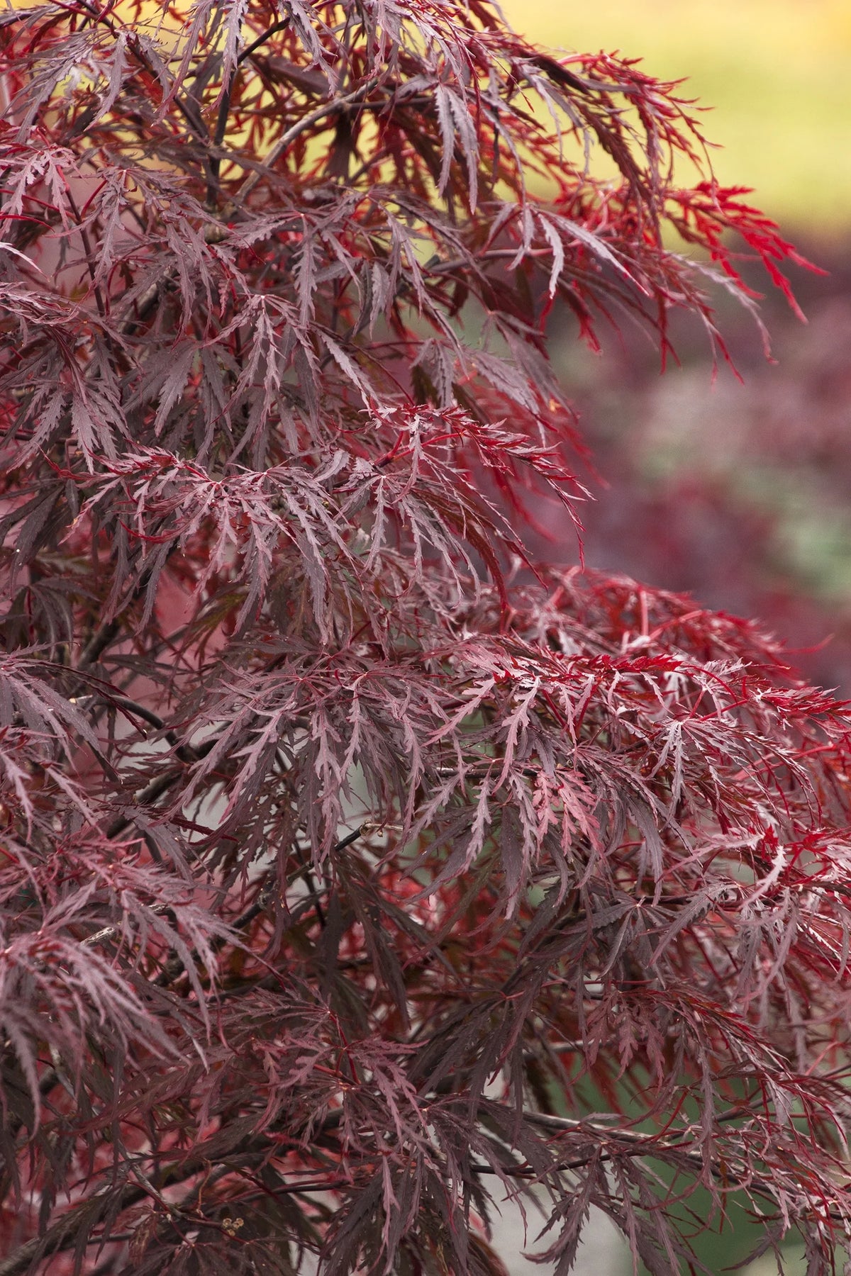 Acer pd. 'Red Dragon'