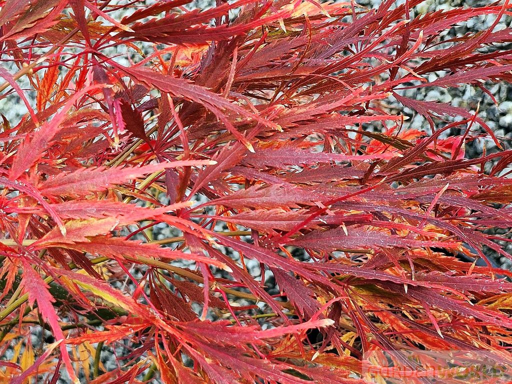 Acer pd. 'Spring Delight'