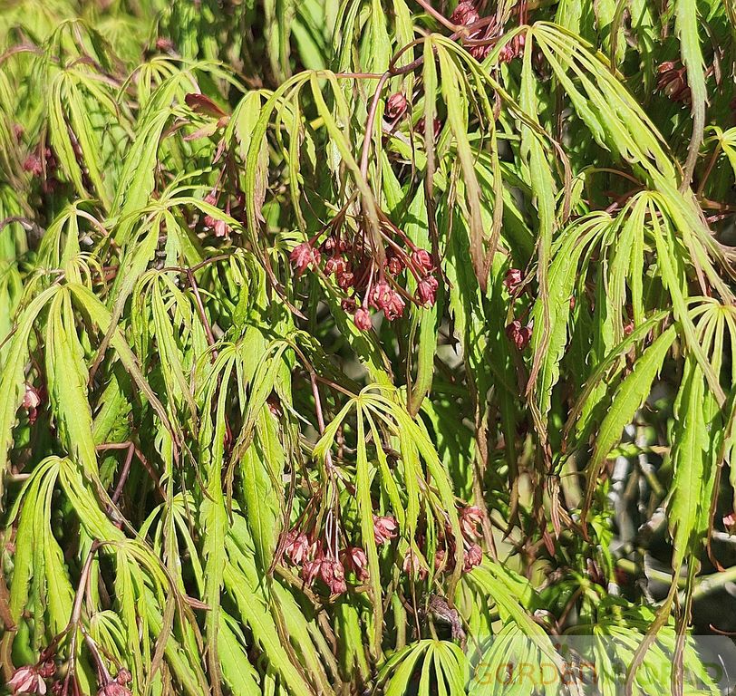 Acer pd. 'Spring Delight'