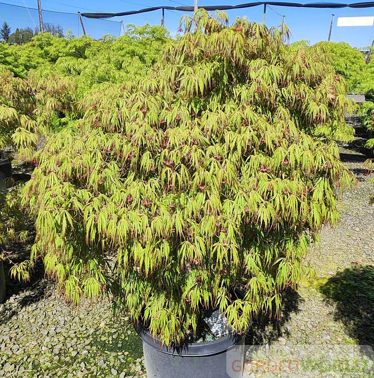 Acer pd. 'Spring Delight'