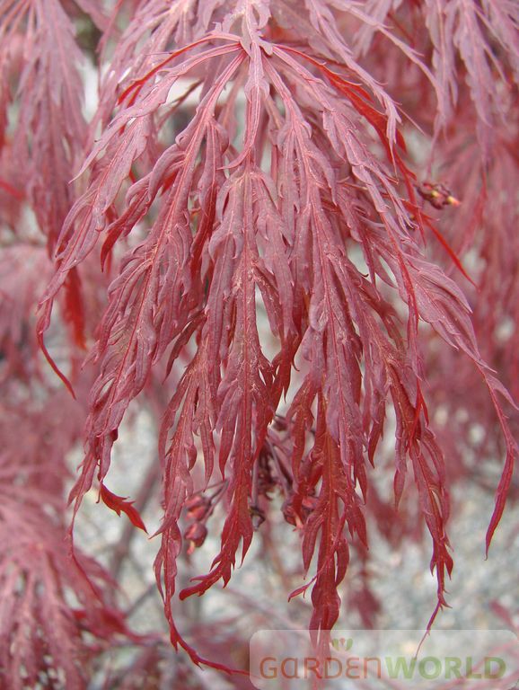 Acer pd. 'Tamukeyama', 3X