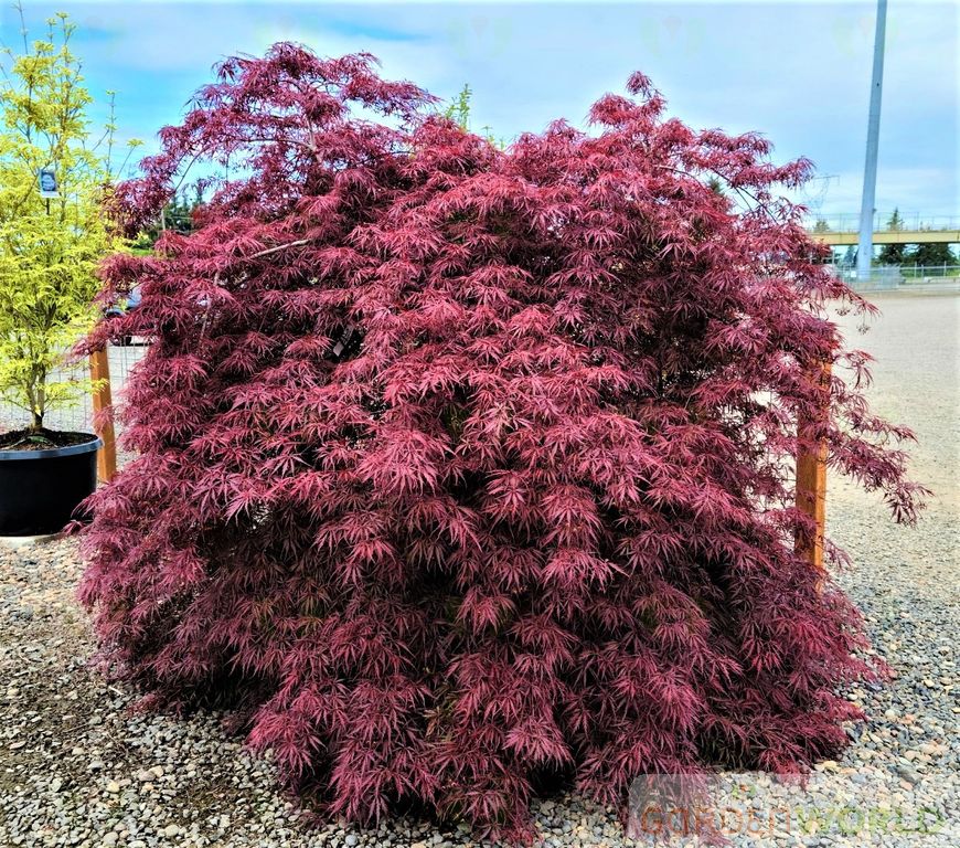 Acer pd. 'Tamukeyama', 3X