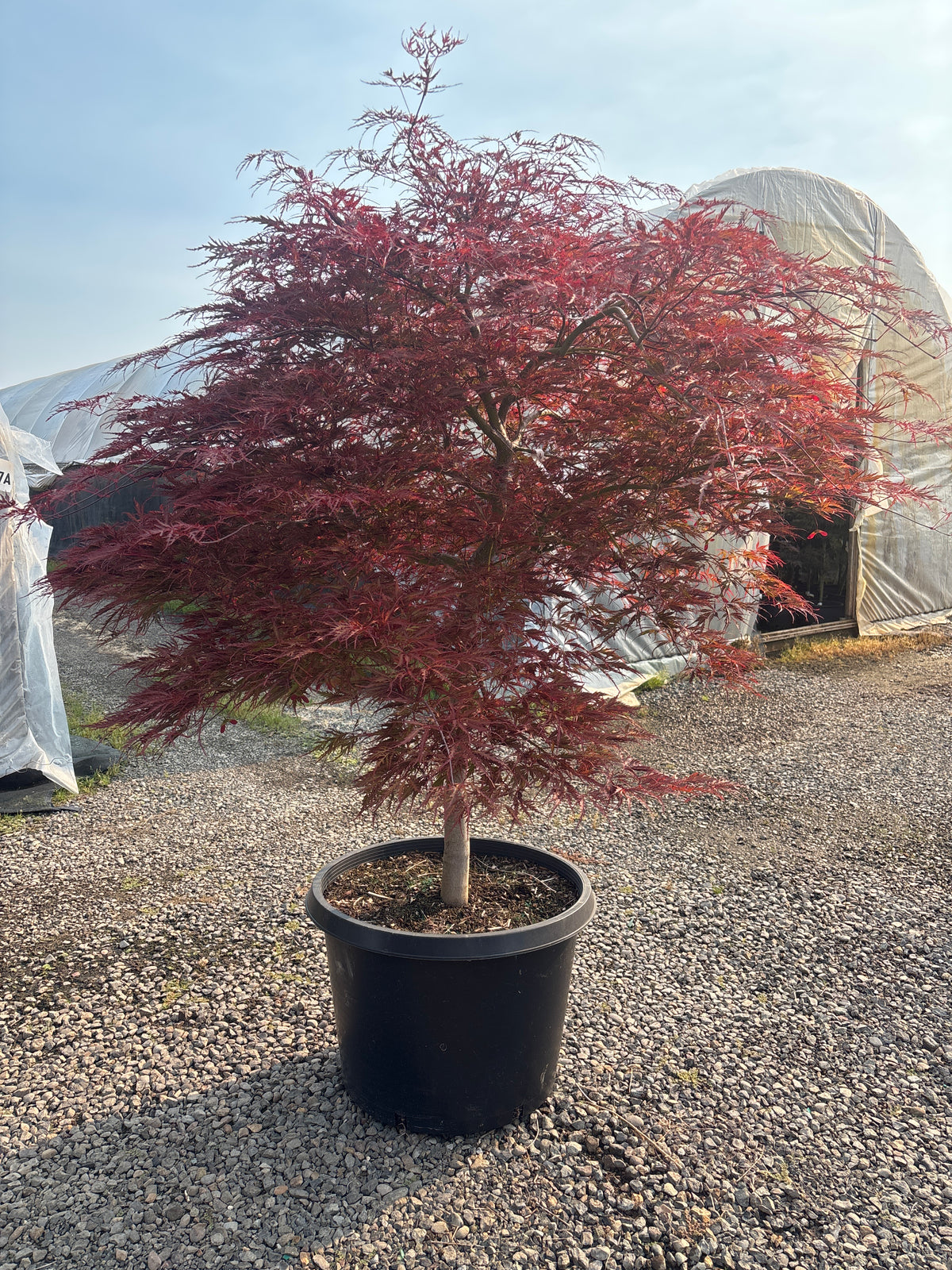 Acer pd. 'Tamukeyama'