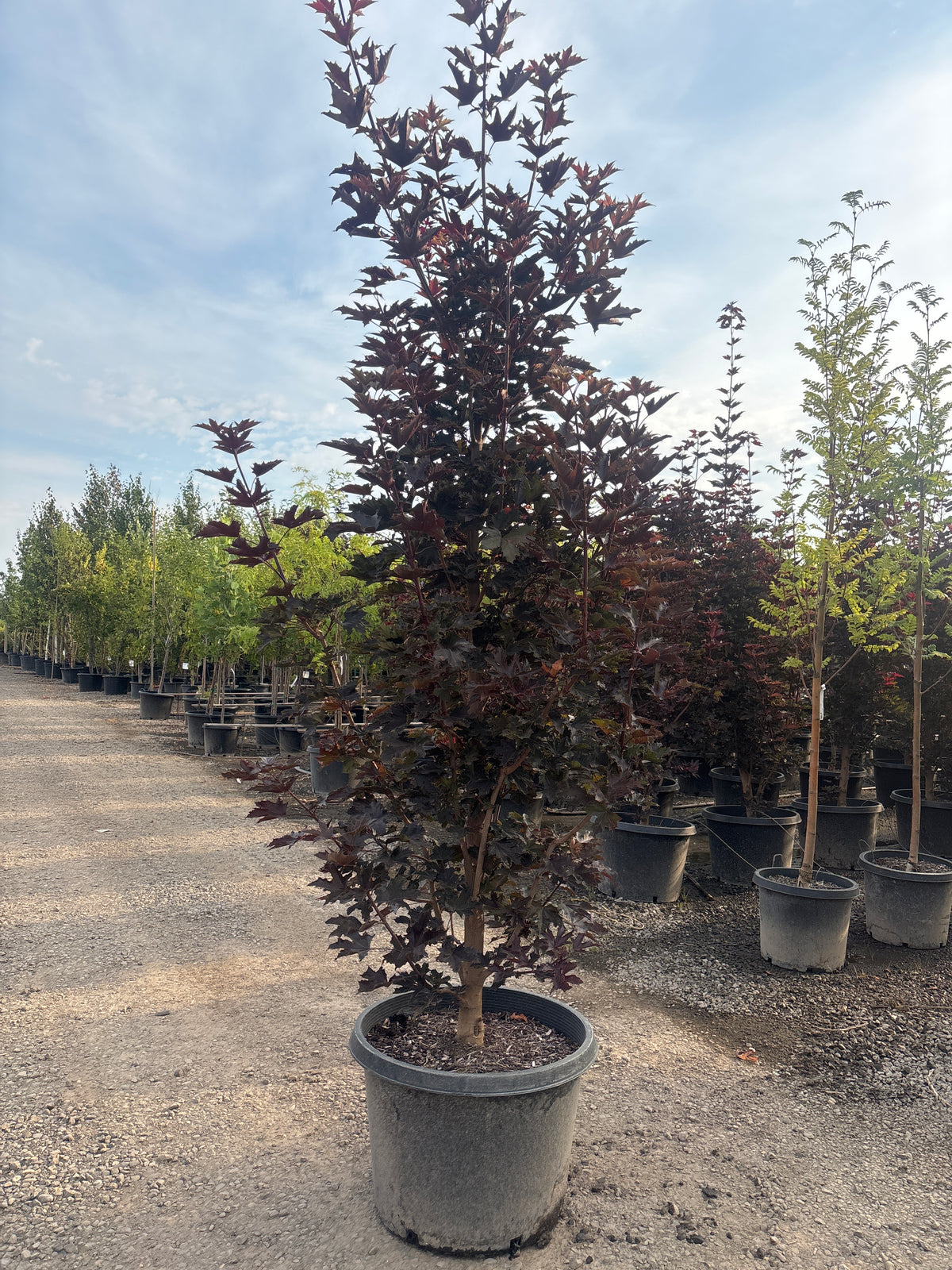 Acer pl. 'Crimson Sentry' (Columnar)