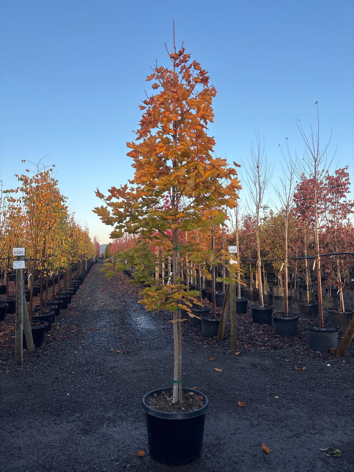 Acer pl. 'Deborah'