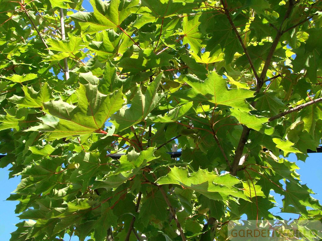 Acer pl. 'Emerald Queen'
