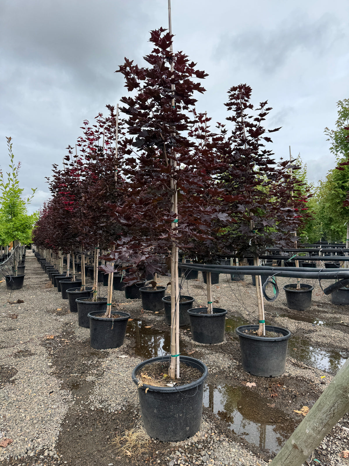 Acer pl. 'Royal Red'