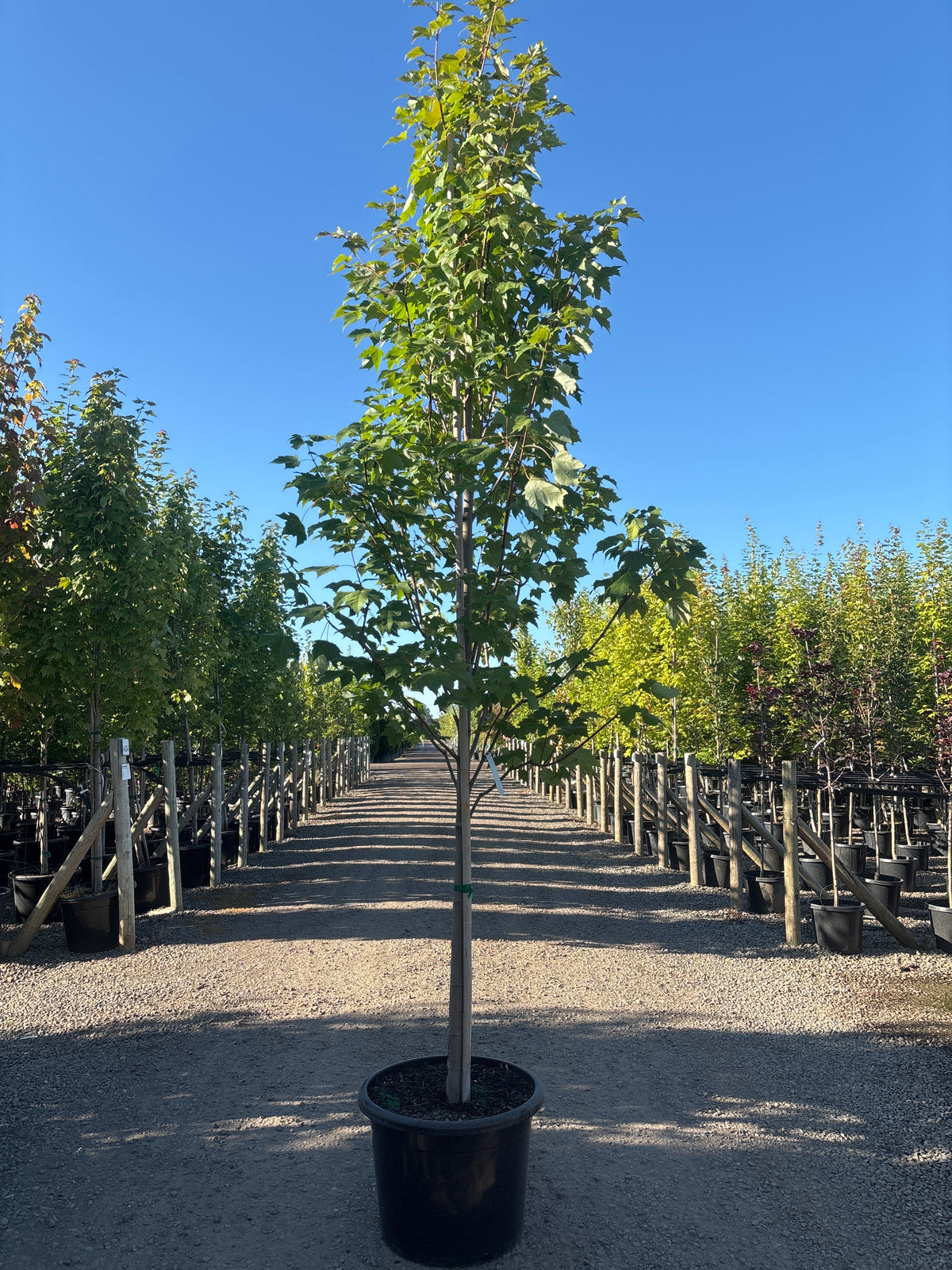 Acer r. 'Bowhall' (Columnar)