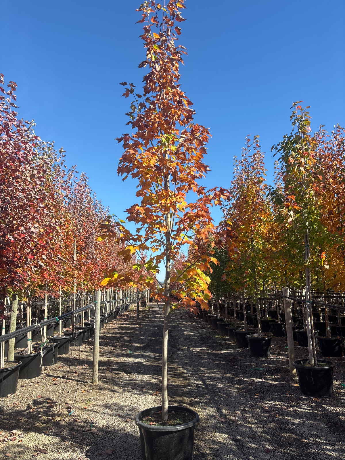 Acer r. 'Bowhall' (Columnar)