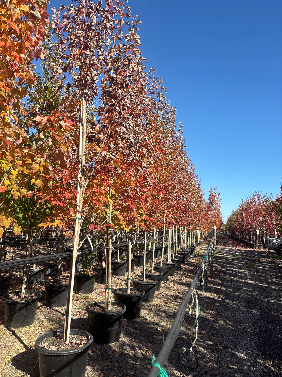 Acer r. 'Bowhall' (Columnar)
